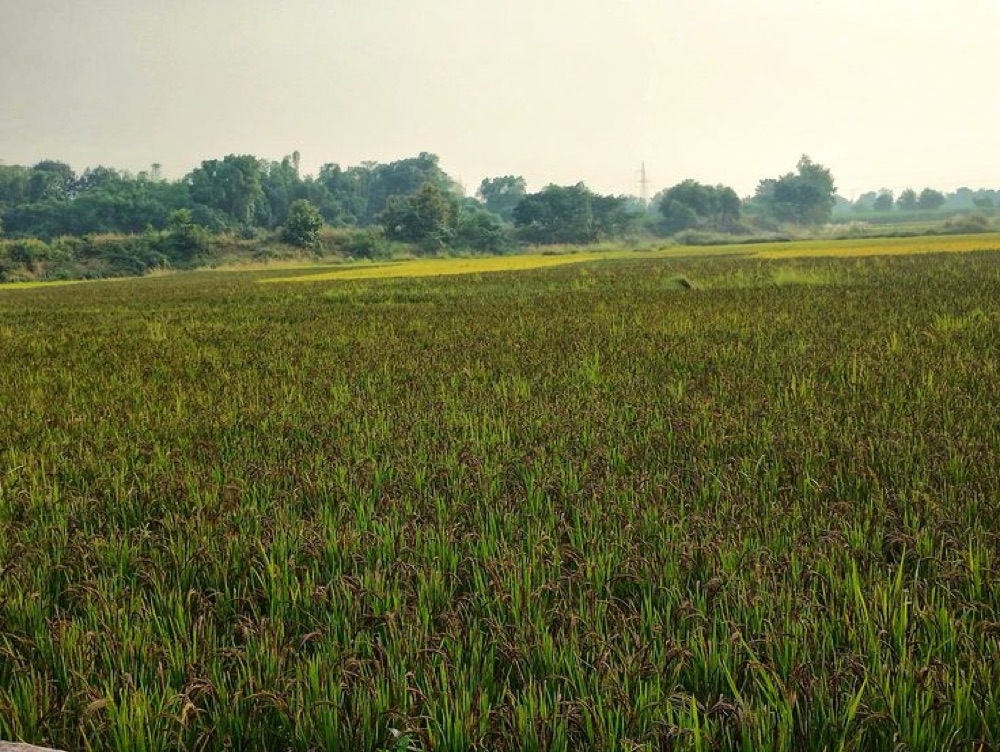 Kalanamak paddy near harvest, dark grain heads across a Terai field