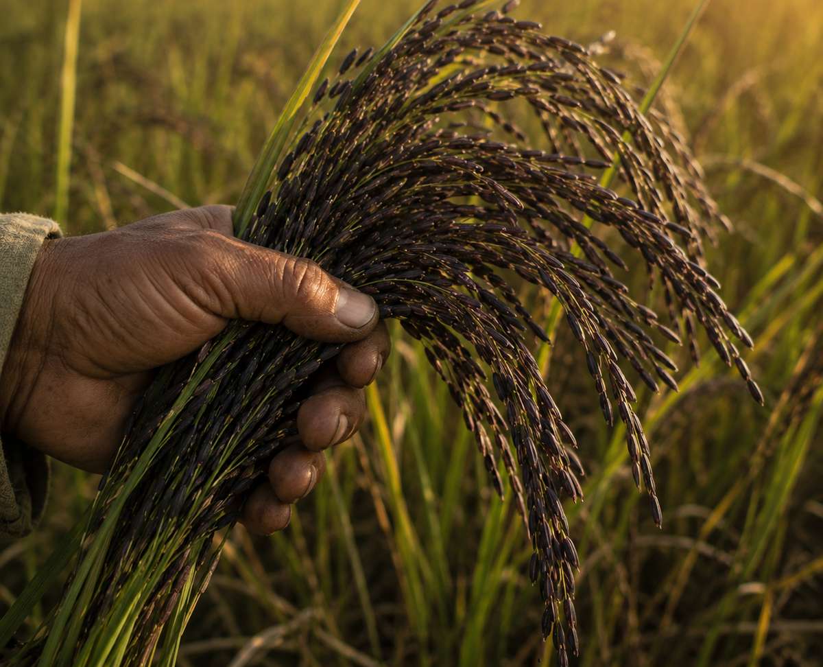 A farmer's hand holding a fresh-cut bunch of Kalanamak paddy at golden hour