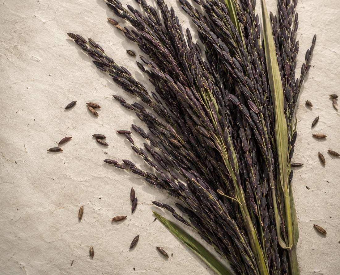 A bundle of dark Kalanamak grain heads laid on handmade paper, before milling